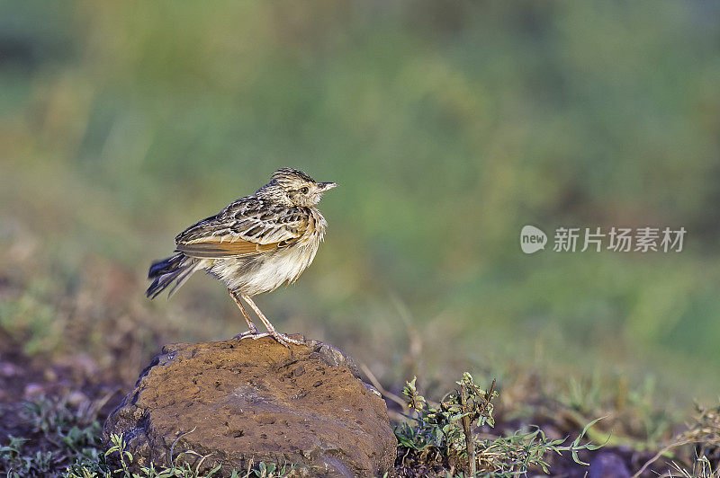 红枕云雀(Mirafra africana)是云雀科云雀的一种。肯尼亚马赛马拉国家保护区